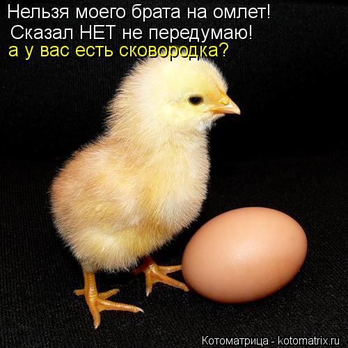 Нельзя моего брата на омлет! Сказал НЕТ не передумаю! а у вас есть сковородка?... Котоматрица: Нельзя моего брата на омлет! Сказал НЕТ не передумаю! а у вас есть сковородка?