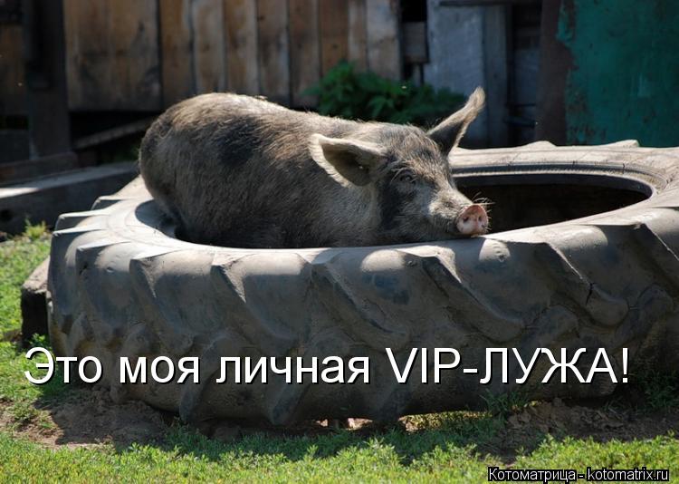 Это моя личная VIP-ЛУЖА!... Котоматрица: Это моя личная VIP-ЛУЖА!