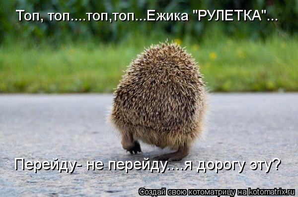 Топ, топ....топ,топ...Ежика "РУЛЕТКА"... Перейду- не перейду....я дорогу эту?... Котоматрица: Топ, топ....топ,топ...Ежика "РУЛЕТКА"... Перейду- не перейду....я дорогу эту?