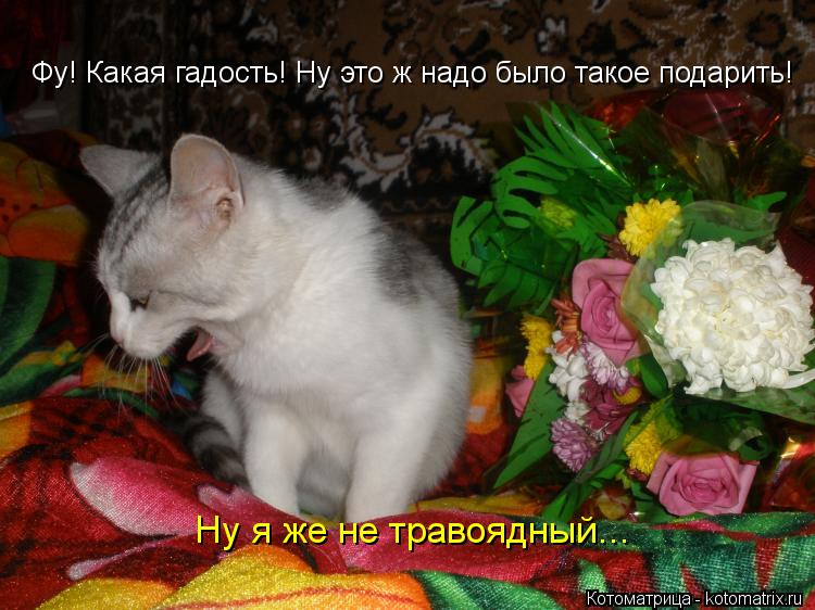 Фу! Какая гадость! Ну это ж надо было такое подарить! Ну я же не травоядный...... Котоматрица: Фу! Какая гадость! Ну это ж надо было такое подарить! Ну я же не травоядный...