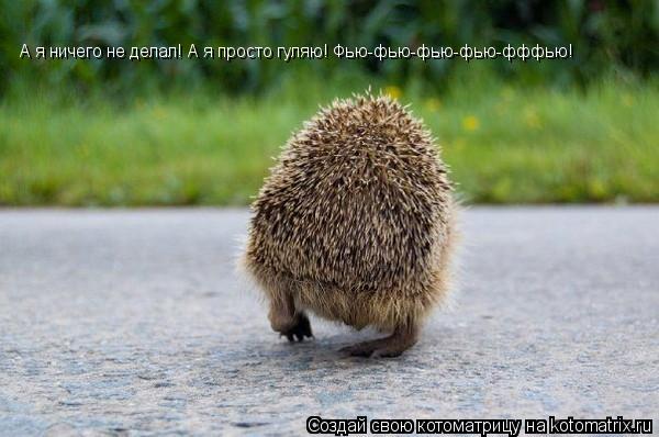 Котоматрица: А я ничего не делал! А я просто гуляю! Фью-фью-фью-фью-фффью!