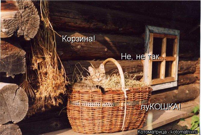 Котоматрица: луКОШКА! Корзина! Не, не так...