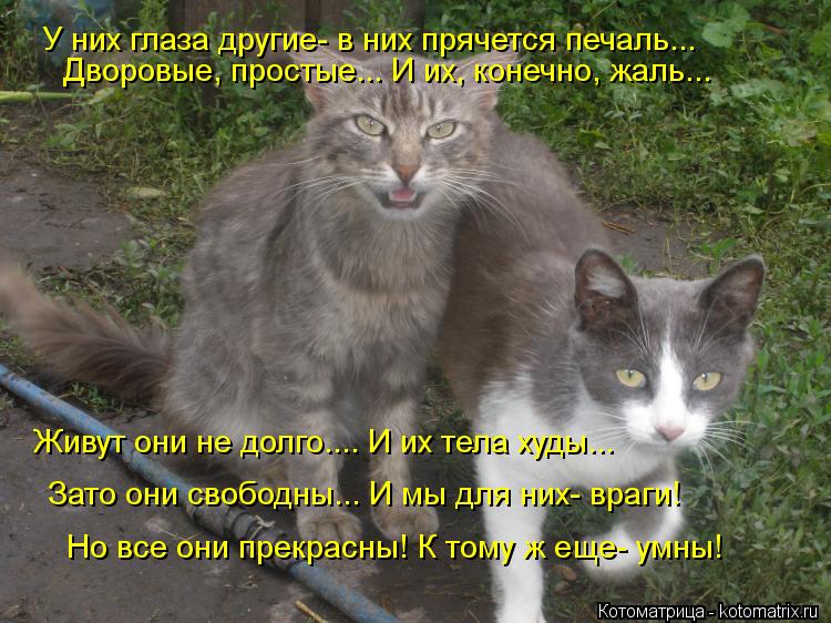 У них глаза другие- в них прячется печаль... Дворовые, простые... И их, конечно, жаль... Живут они не... Котоматрица: У них глаза другие- в них прячется печаль... Дворовые, простые... И их, конечно, жаль... Живут они не долго.... И их тела худы... Зато они свободны...