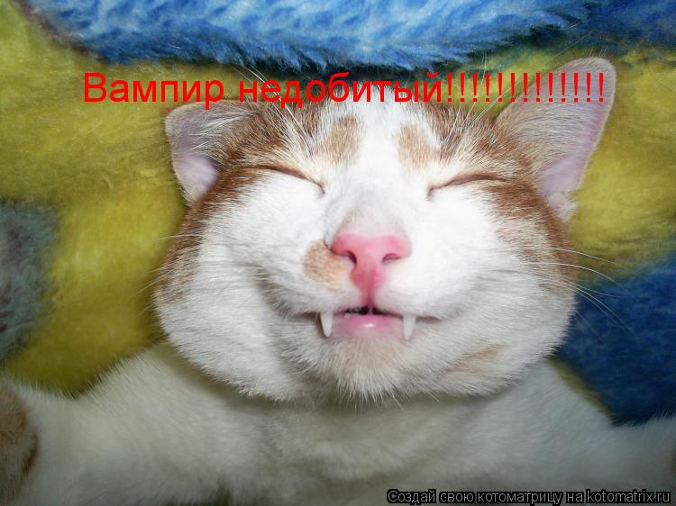 Вампир недобитый!!!!!!!!!!!!!... Котоматрица: Вампир недобитый!!!!!!!!!!!!!