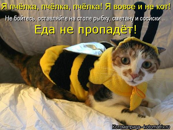 Я пчёлка, пчёлка, пчёлка! Я вовсе и не кот! Не бойтесь, оставляйте на столе рыбку, сметану и сосиски.... Котоматрица: Я пчёлка, пчёлка, пчёлка! Я вовсе и не кот! Не бойтесь, оставляйте на столе рыбку, сметану и сосиски... Еда не пропадёт!
