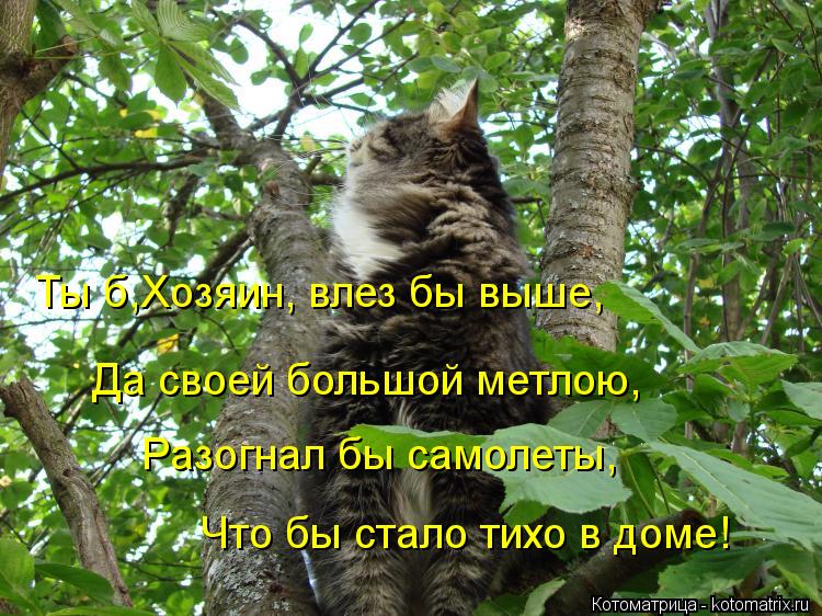Что бы стало тихо в доме! Разогнал бы самолеты, Да своей большой метлою, Ты б,Хозяин, влез бы выше,... Котоматрица: Что бы стало тихо в доме! Разогнал бы самолеты, Да своей большой метлою, Ты б,Хозяин, влез бы выше,