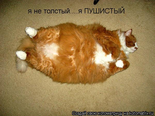 я не толстый....я ПУШИСТЫЙ... Котоматрица: я не толстый....я ПУШИСТЫЙ