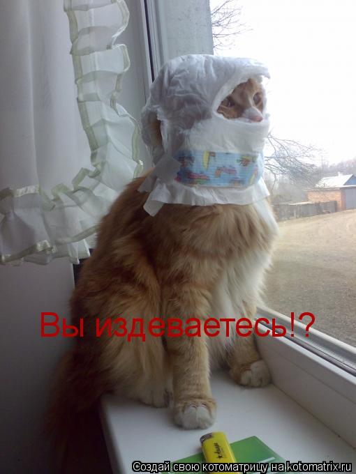 Котоматрица: Вы издеваетесь!?