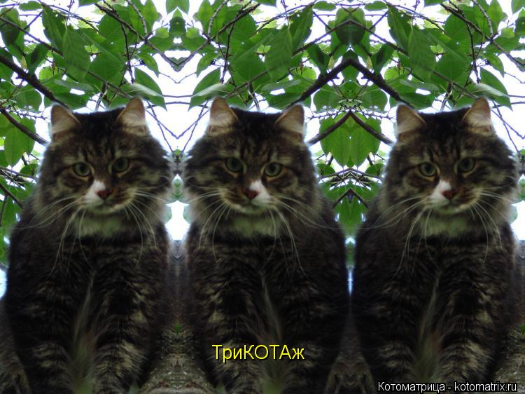Котоматрица: ТриКОТАж