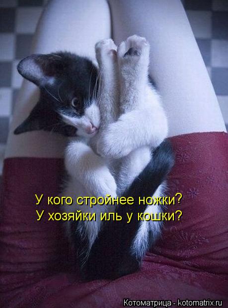 У кого стройнее ножки У хозяйки иль у кошки? ?... Котоматрица: У кого стройнее ножки У хозяйки иль у кошки? ?