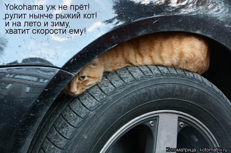 Yokohama уж не прёт! рулит нынче рыжий кот! и на лето и зиму, хватит скорости ему!... Котоматрица: Yokohama уж не прёт! рулит нынче рыжий кот! и на лето и зиму, хватит скорости ему!