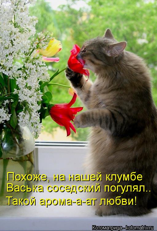 Похоже, на нашей клумбе Васька соседский погулял.. Такой арома-а-ат любви!... Котоматрица: Похоже, на нашей клумбе Васька соседский погулял.. Такой арома-а-ат любви!