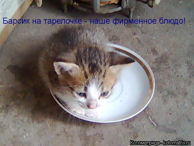 Барсик на тарелочке - наше фирменное блюдо!... Котоматрица: Барсик на тарелочке - наше фирменное блюдо!
