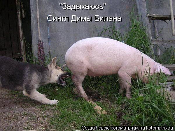 Котоматрица: "Задыхаюсь" Сингл Димы Билана