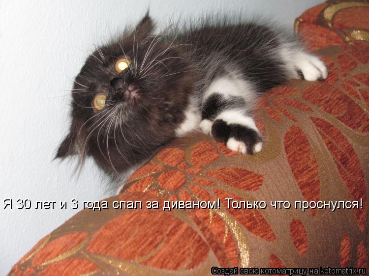 Котоматрица: Я 30 лет и 3 года спал за диваном! Только что проснулся!