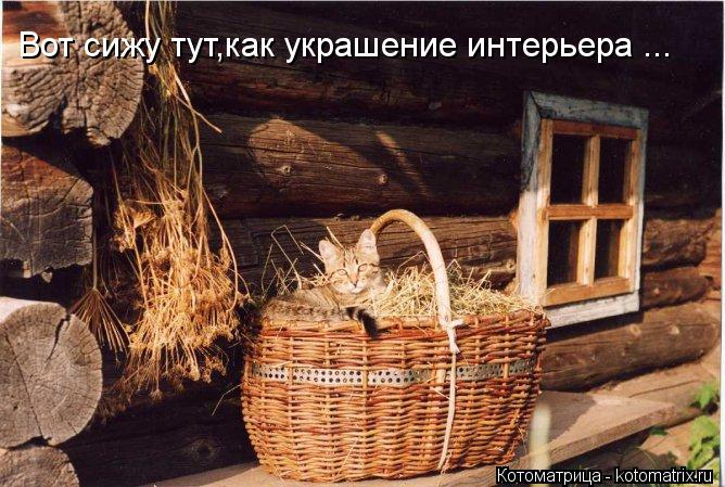 Вот сижу тут,как украшение интерьера ...... Котоматрица: Вот сижу тут,как украшение интерьера ...