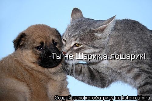 -Ты не Шарик,а лошарик!!... Котоматрица: -Ты не Шарик,а лошарик!!