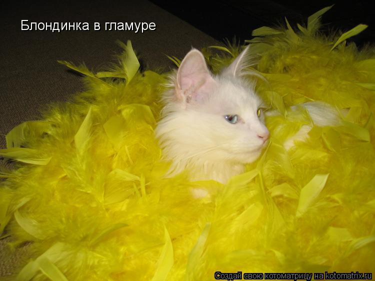 Блондинка в гламуре... Котоматрица: Блондинка в гламуре
