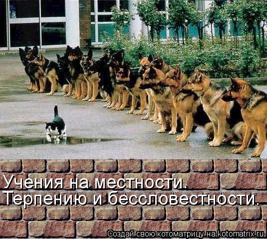 Котоматрица: Терпению и бессловестности. Учения на местности.