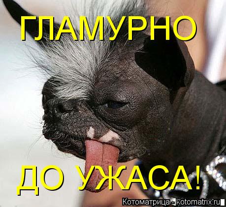 Котоматрица: ДО УЖАСА! ГЛАМУРНО