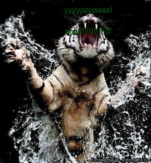 ууууррраааа! вода!!!!!!!!!!!!!... Котоматрица: ууууррраааа! вода!!!!!!!!!!!!!