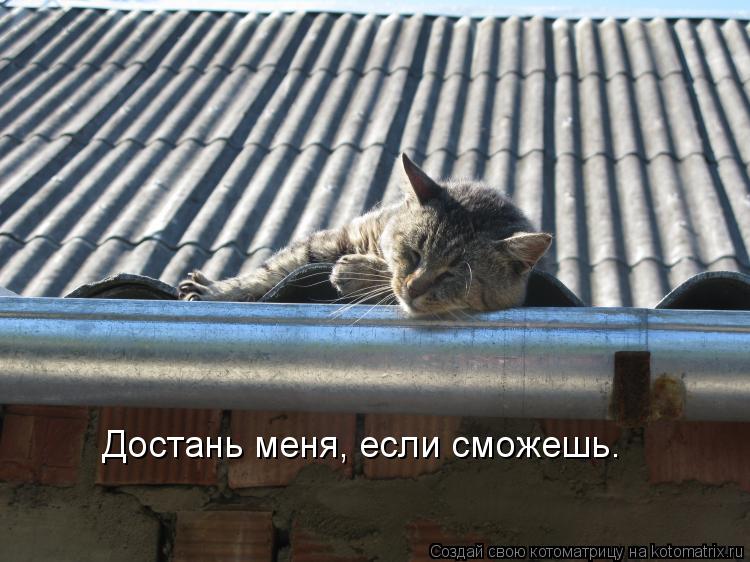 Достань меня, если сможешь.... Котоматрица: Достань меня, если сможешь.
