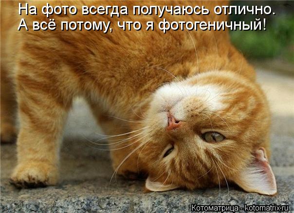 На фото всегда получаюсь отлично. А всё потому, что я фотогеничный!... Котоматрица: На фото всегда получаюсь отлично. А всё потому, что я фотогеничный!