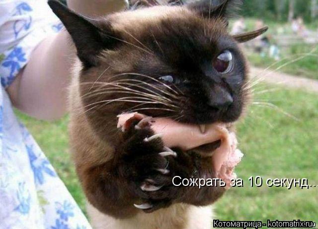 Сожрать за 10 секунд...... Котоматрица: Сожрать за 10 секунд...