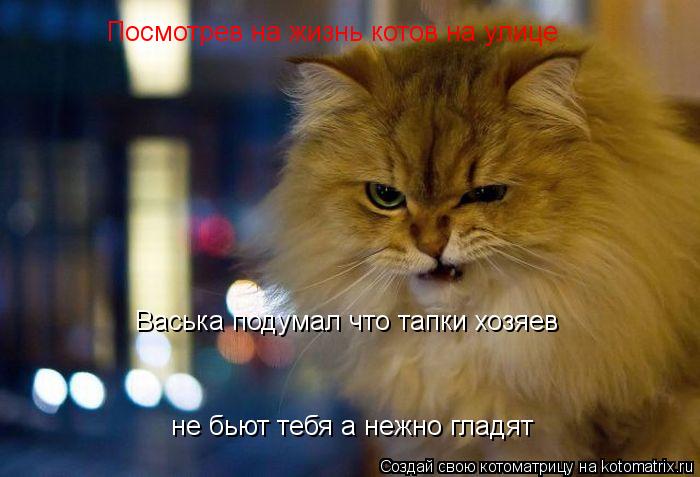 Посмотрев на жизнь котов на улице Васька подумал что тапки хозяев не бьют тебя а нежно гладят... Котоматрица: Посмотрев на жизнь котов на улице Васька подумал что тапки хозяев не бьют тебя а нежно гладят