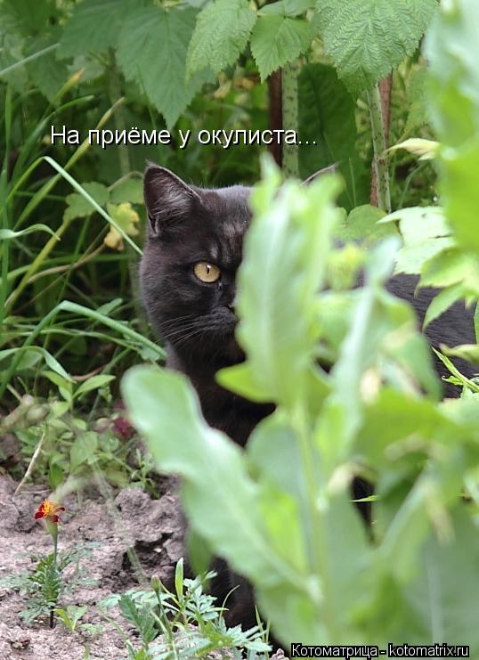 На приёме у окулиста...... Котоматрица: На приёме у окулиста...