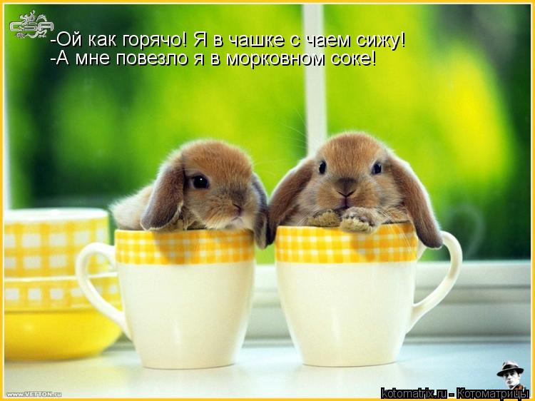-Ой как горячо! Я в чашке с чаем сижу! -А мне повезло я в морковном соке!... Котоматрица: -Ой как горячо! Я в чашке с чаем сижу! -А мне повезло я в морковном соке!