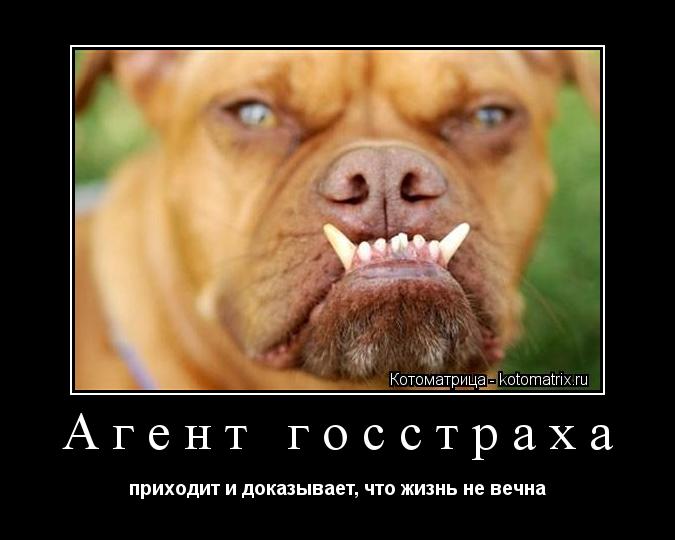 Агент госстраха приходит и доказывает, что жизнь не вечна... Котоматрица: Агент госстраха приходит и доказывает, что жизнь не вечна