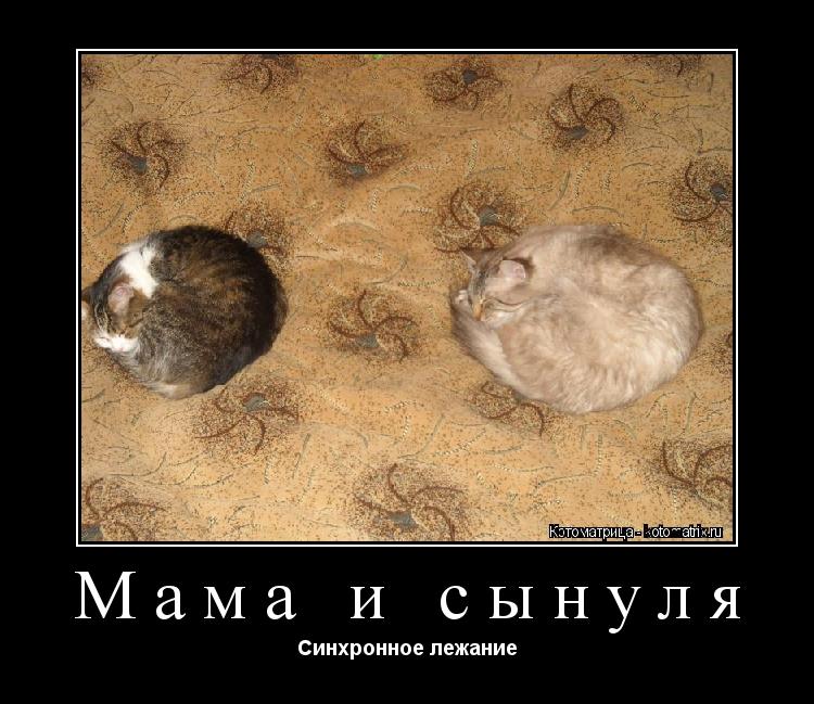 Мама и сынуля Синхронное лежание... Котоматрица: Мама и сынуля Синхронное лежание