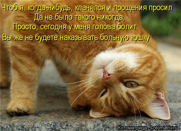 Котоматрица: Чтоб я, когда-нибудь, кланялся и прощения просил Да не было такого никогда, Просто, сегодня у меня голова болит Вы же не будете наказывать бо