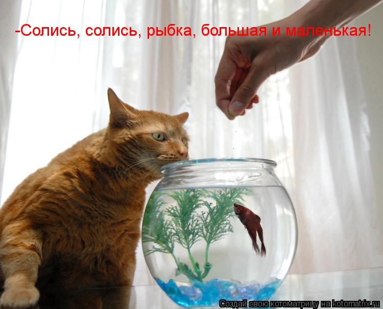 -Солись, солись, рыбка, большая и маленькая!... Котоматрица: -Солись, солись, рыбка, большая и маленькая!