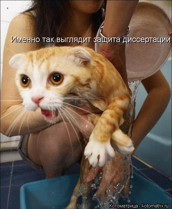 Именно так выглядит защита диссертации... Котоматрица: Именно так выглядит защита диссертации