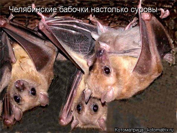 Челябинские бабочки настолько суровы... Котоматрица: Челябинские бабочки настолько суровы