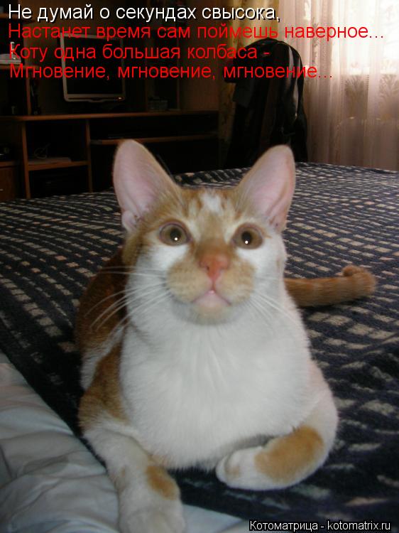 Не думай о секундах свысока, Настанет время сам поймешь наверное... Коту одна большая колбаса - Мгнов... Котоматрица: Не думай о секундах свысока, Настанет время сам поймешь наверное... Коту одна большая колбаса - Мгновение, мгновение, мгновение...