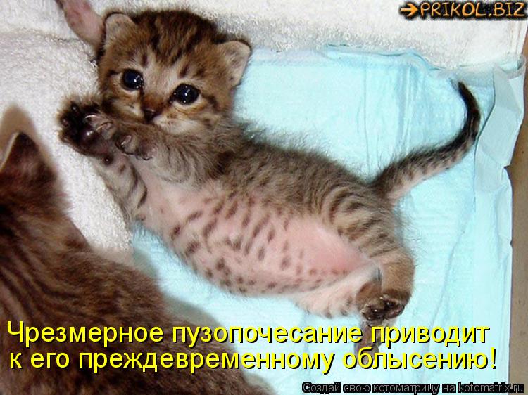 Чрезмерное пузопочесание приводит к его преждевременному облысению!... Котоматрица: Чрезмерное пузопочесание приводит к его преждевременному облысению!