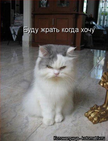 Буду жрать когда хочу... Котоматрица: Буду жрать когда хочу
