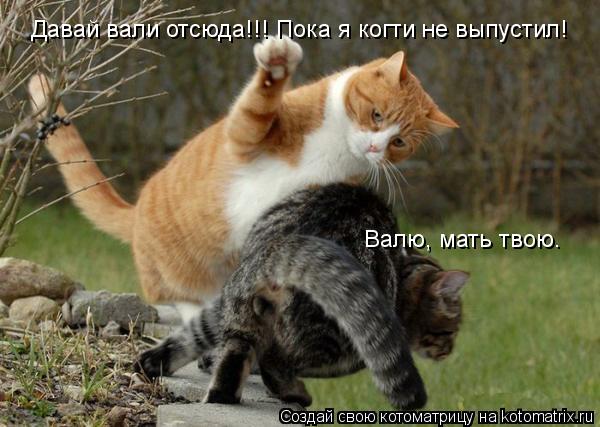 Давай вали отсюда!!! Пока я когти не выпустил! Валю, мать твою.... Котоматрица: Давай вали отсюда!!! Пока я когти не выпустил! Валю, мать твою.