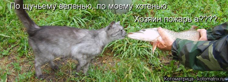 По щучьему веленью, по моему хотенью. Хозяин пожарь а????... Котоматрица: По щучьему веленью, по моему хотенью. Хозяин пожарь а????