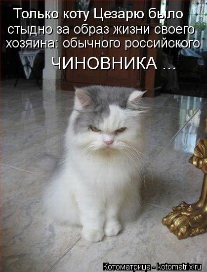 Котоматрица: Только коту Цезарю было стыдно за образ жизни своего хозяина: обычного российского ЧИНОВНИКА ...
