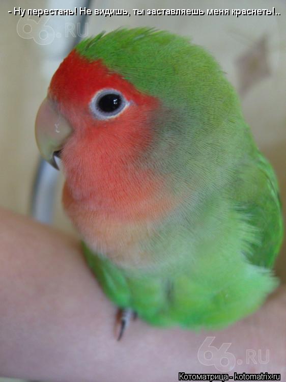- Ну перестань! Не видишь, ты заставляешь меня краснеть!..... Котоматрица: - Ну перестань! Не видишь, ты заставляешь меня краснеть!..