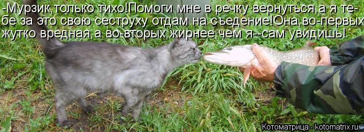 -Мурзик,только тихо!Помоги мне в речку вернуться,а я те- бе за это свою сеструху отдам на съедение!Он... Котоматрица: -Мурзик,только тихо!Помоги мне в речку вернуться,а я те- бе за это свою сеструху отдам на съедение!Она,во-первых, жутко вредная,а во-вторых,жи