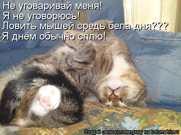 Не уговаривай меня! Я не уговорюсь! Я днём обычно сплю! Ловить мышей средь бела дня???... Котоматрица: Не уговаривай меня! Я не уговорюсь! Я днём обычно сплю! Ловить мышей средь бела дня???