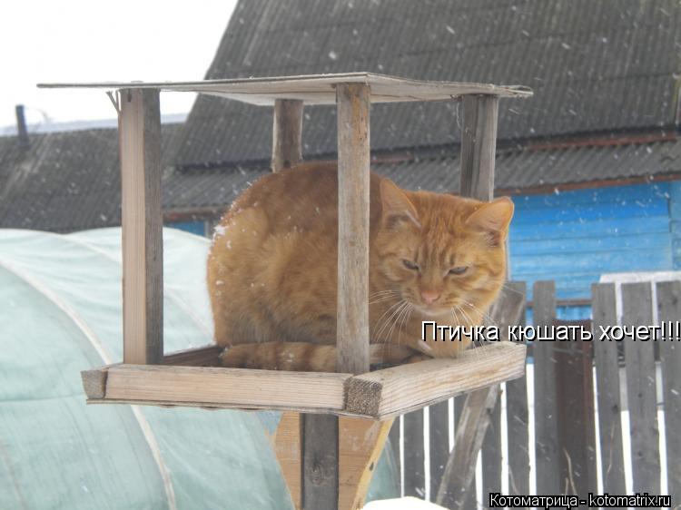 Птичка кюшать хочет!!!! Птичка кюшать хочет!!!!... Котоматрица: Птичка кюшать хочет!!!! Птичка кюшать хочет!!!!