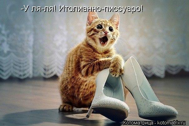 Котоматрица: -У ля-ля! Итолианно-писсуаро!