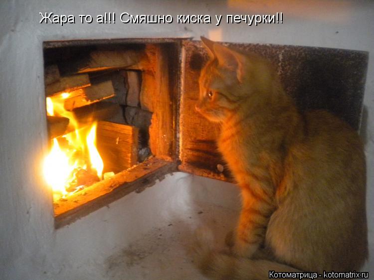 Котоматрица: Жара то а!!! Смяшно киска у печурки!!