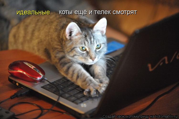 идеальные коты ещё и телек смотрят... Котоматрица: идеальные коты ещё и телек смотрят